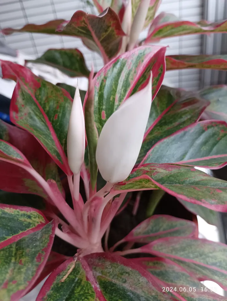 種植約三年，首見是花開了嗎？