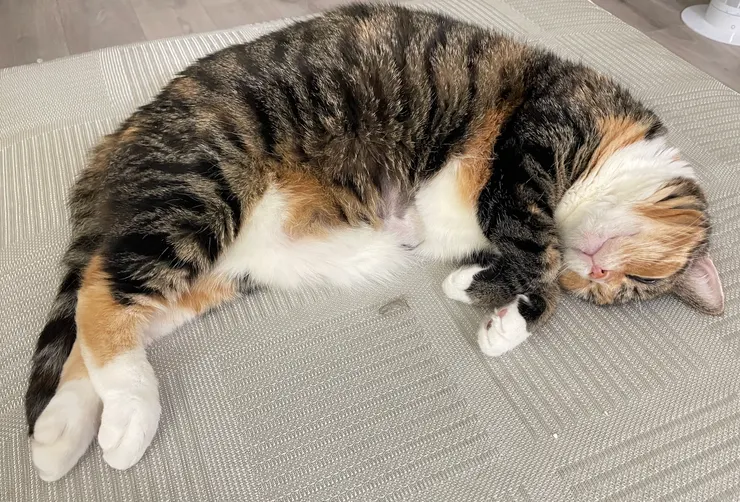 我家主子冬冬:慢性腎衰竭一期,給予延緩腎衰保健品以及腎處方飼料。