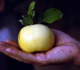 新疆野蘋果。By USDA ARS Plant Collection Expedition to Kazakhstan - Archived source link, Public Domain