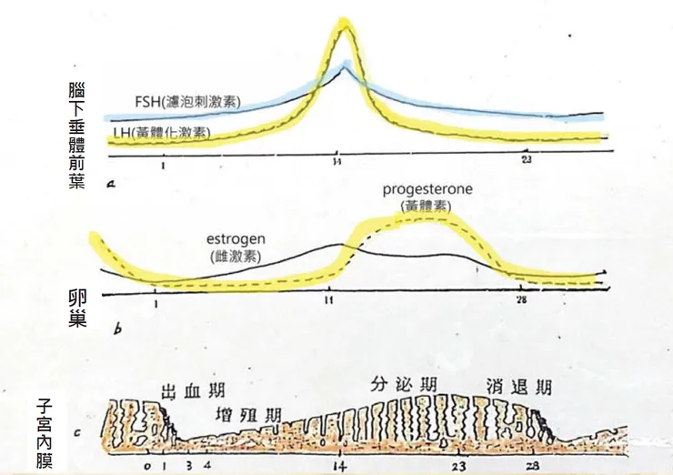 本圖片擷取自 曾承軒 醫師 上課講義