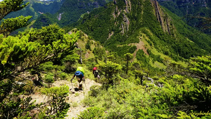接著往上攀登一長段碎石陡坡，接著進入松木林與箭竹林後登頂布秀蘭山。