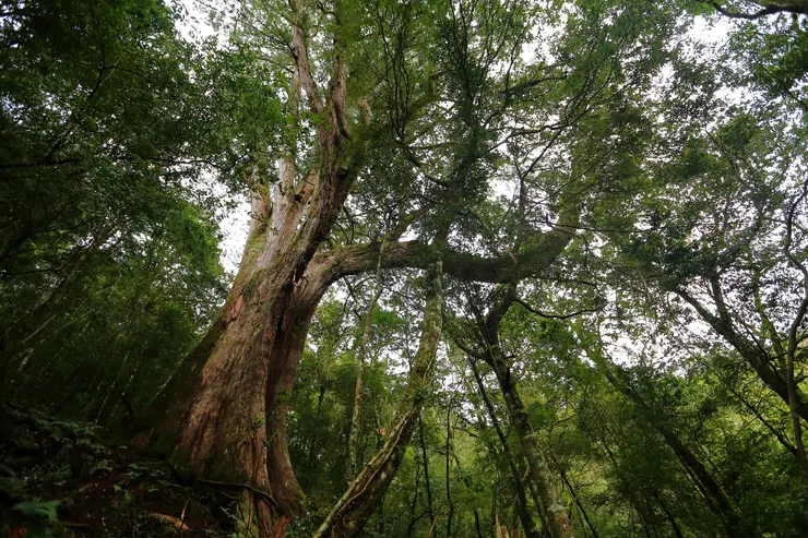 位於鎮西堡神木群往大霸北稜叉路口，造型奇特的扁扁大紅檜。