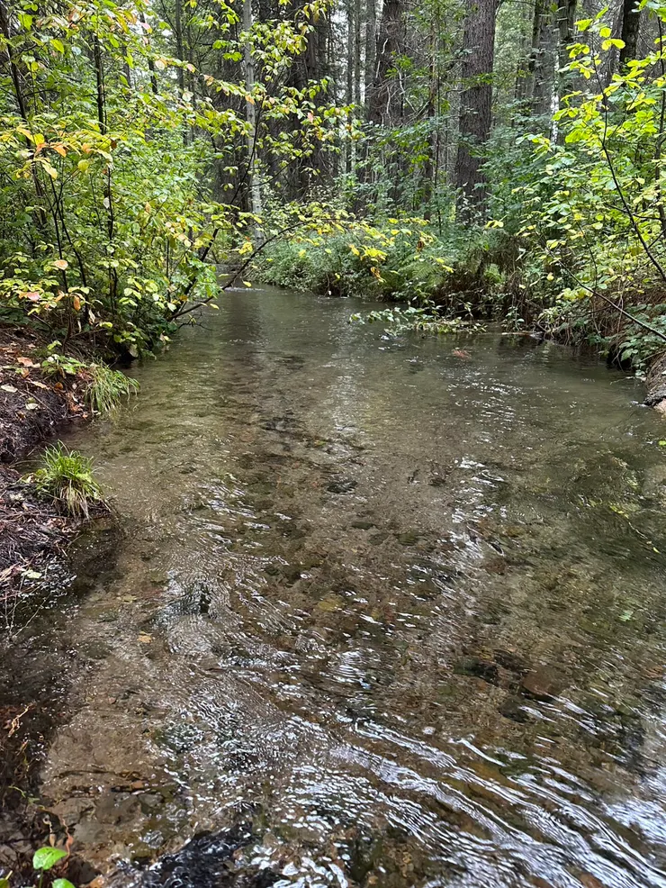 純淨的無聲溪流