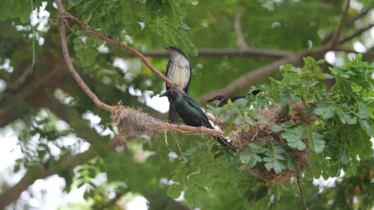 未成年(後)及成年鳥(前)