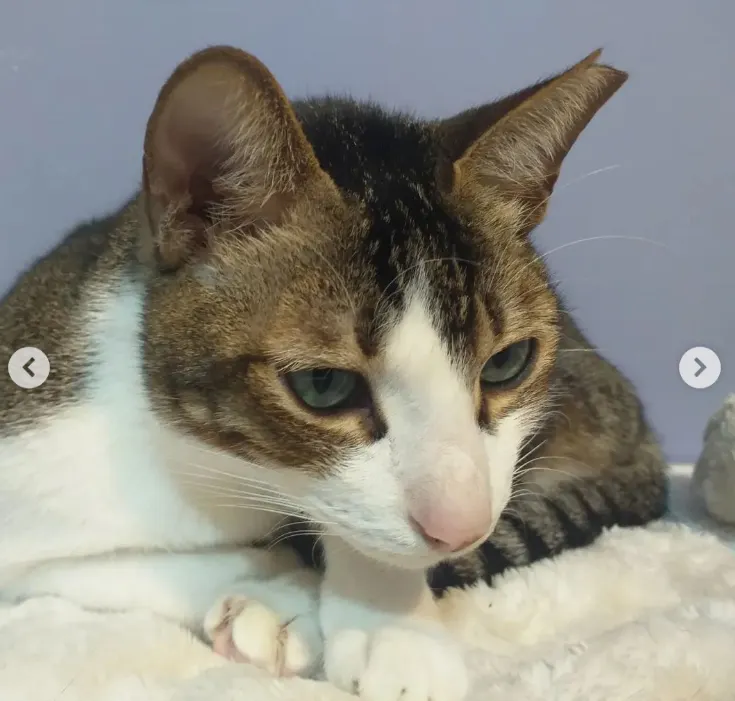 一臉睡樣的雷諾