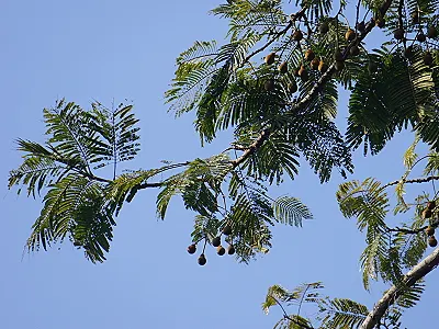 src