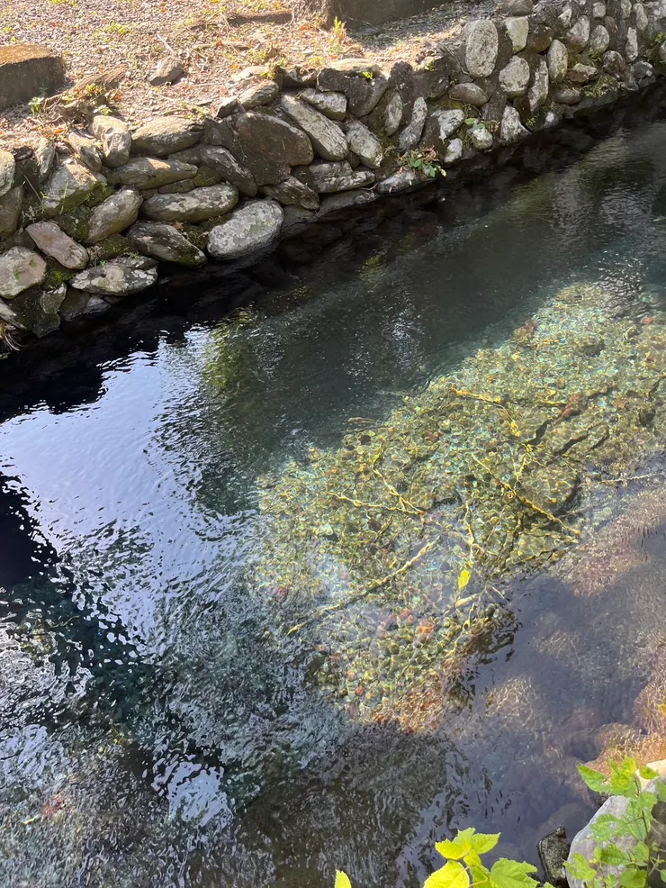 水質清澈見底,還能看見多樣化的溪魚正在逆流而上,相當迷人