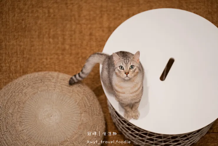 新竹貓咪咖啡廳推薦-招財咖啡-新竹咖啡廳推薦-新竹甜點店推薦-新竹甜點推薦-10.jpg