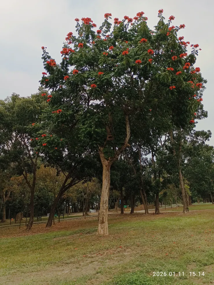 平野路，寒煙淡，花落草疏；火焰木花開