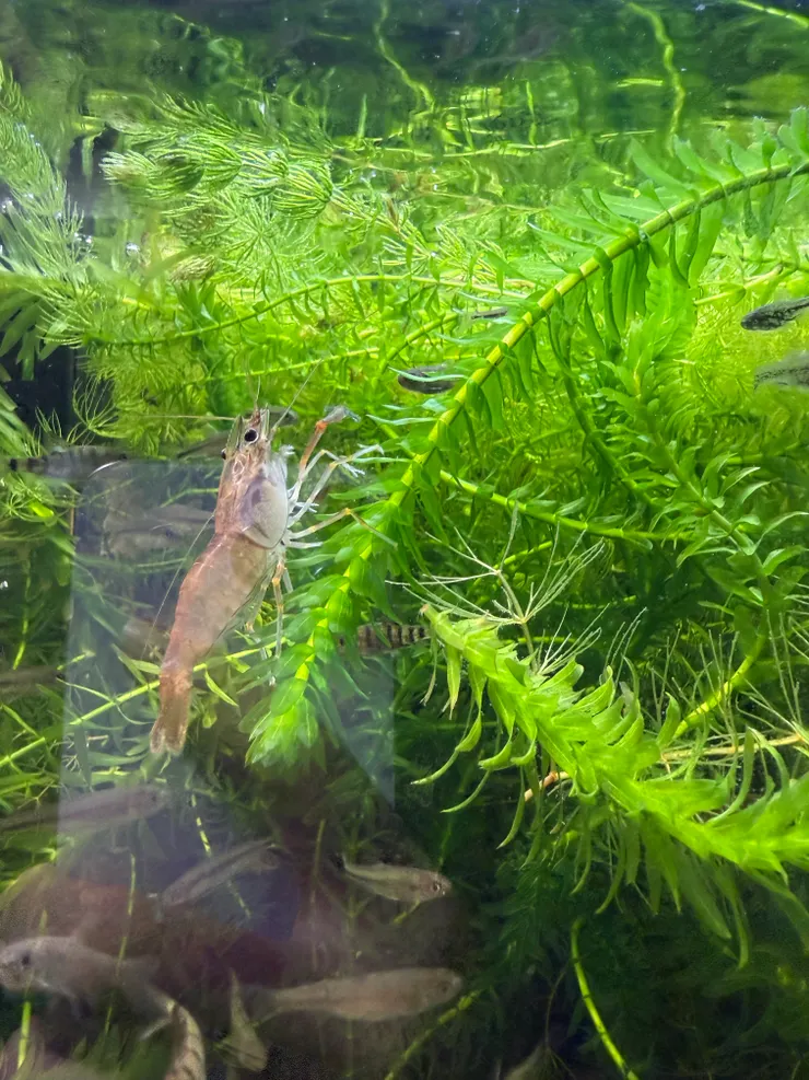 2025/10/25 大姐家的魚缸