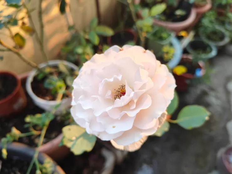 已經褪色的花(關係)