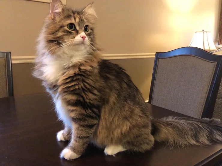 Siberian cat