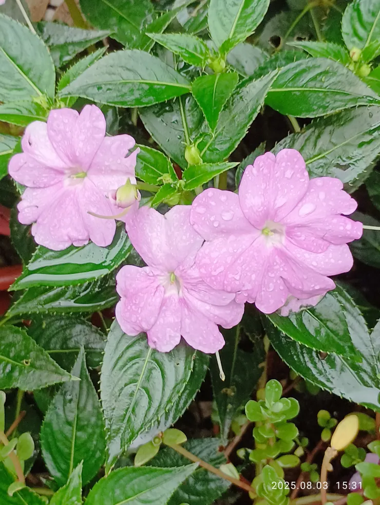 新幾內亞鳳仙花