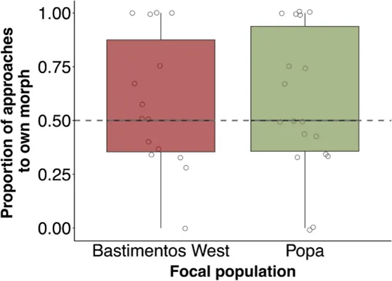 兩種族群的雄性與同色雌性接近次數比例。圖/ SPRINGER LINK