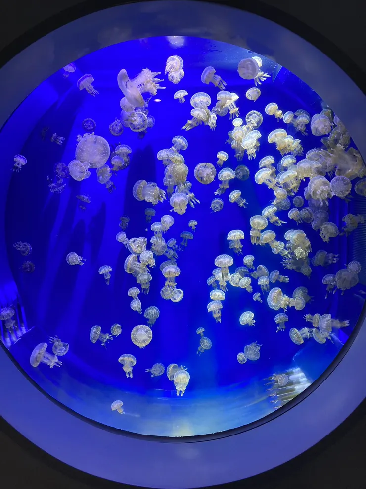 好像漂浮在藍色宇宙的水母們!