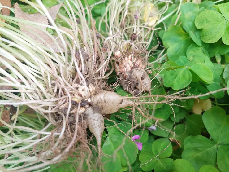 被稱為「水晶蘿蔔」的紫花酢漿草肉質根