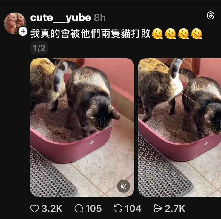 2026/03/10 好笑的貓