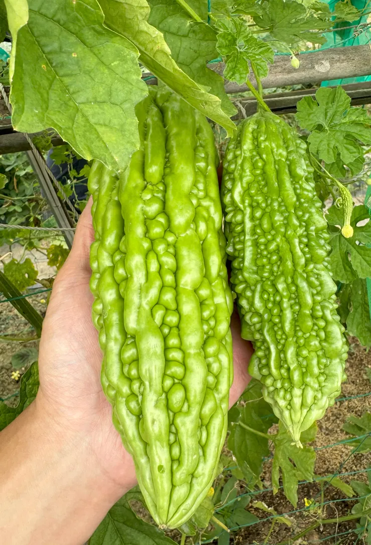 長大後的苦瓜，比我的手掌大上許多