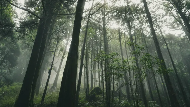 一定是巨木森林