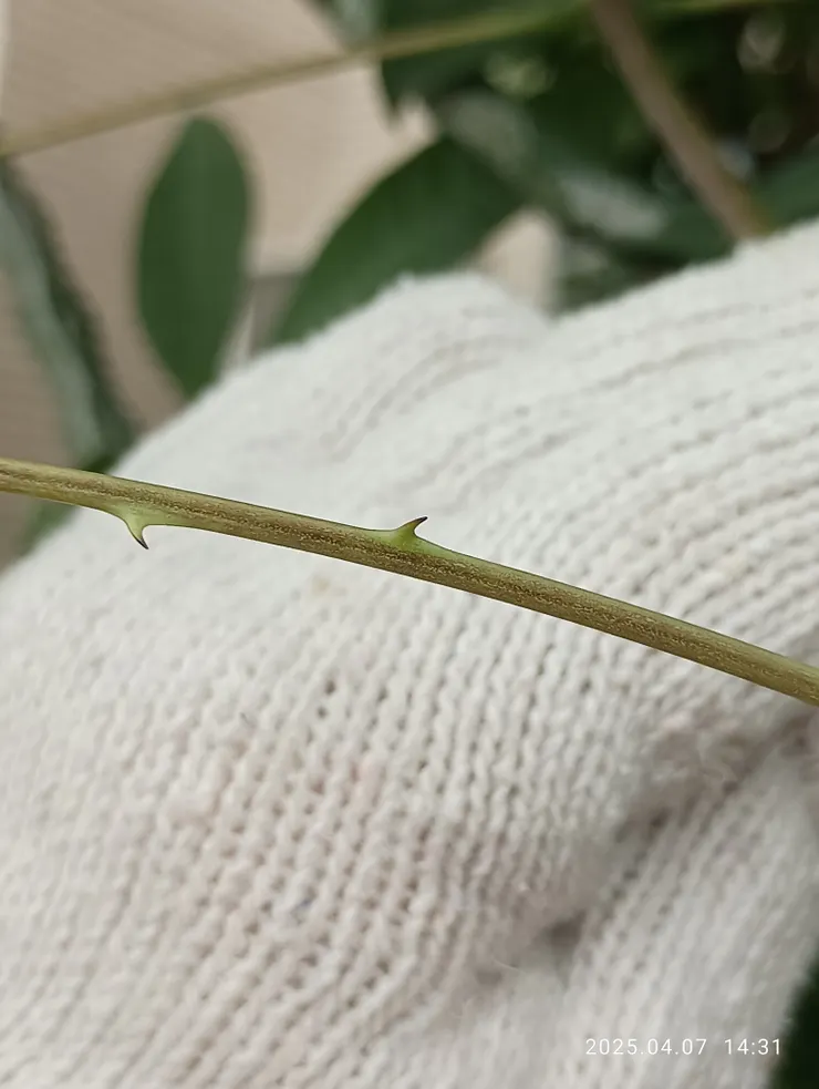 其刺長於葉枝上