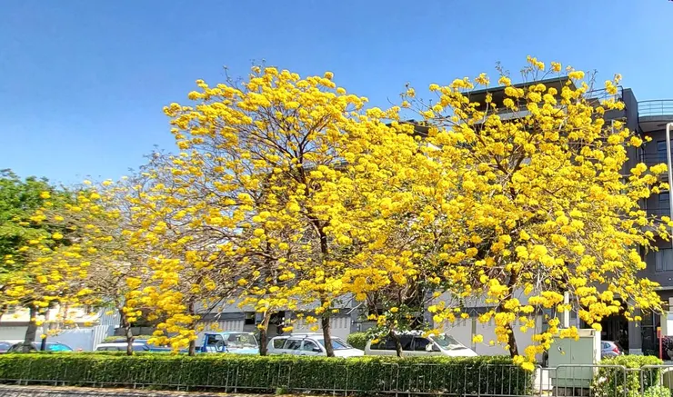 居家附近的黃花風鈴木(李建崑攝影)