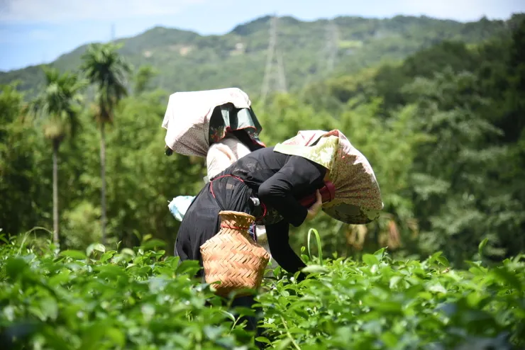綠光農園採茶。（筆者攝影）