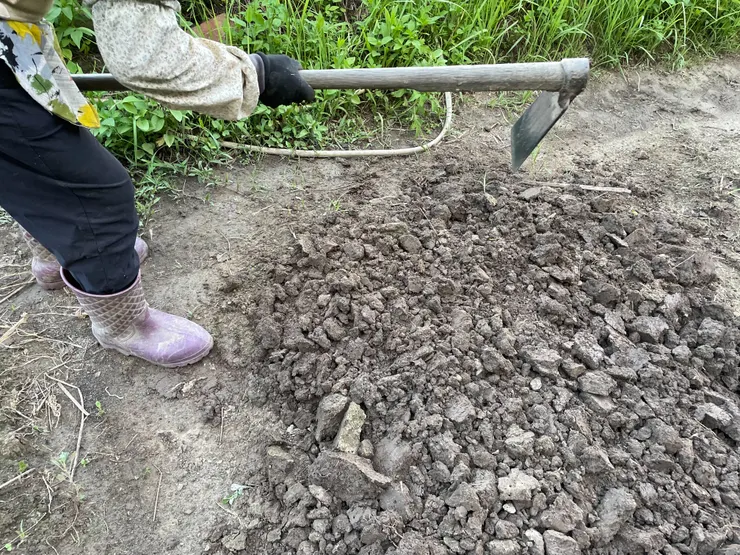 阿媽翻土中，準備種小白菜