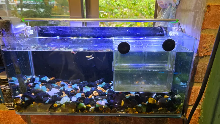 這些孔雀魚小仔們好惹人憐愛