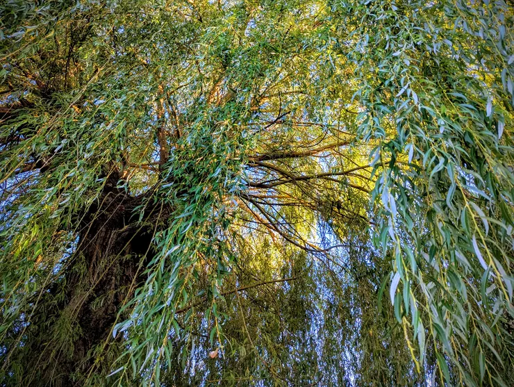 2025/09/07 白露:住家巷口一戶人家後院,有參天柳樹一棵,每次外出散步必經過。節氣之始,以汝為證。