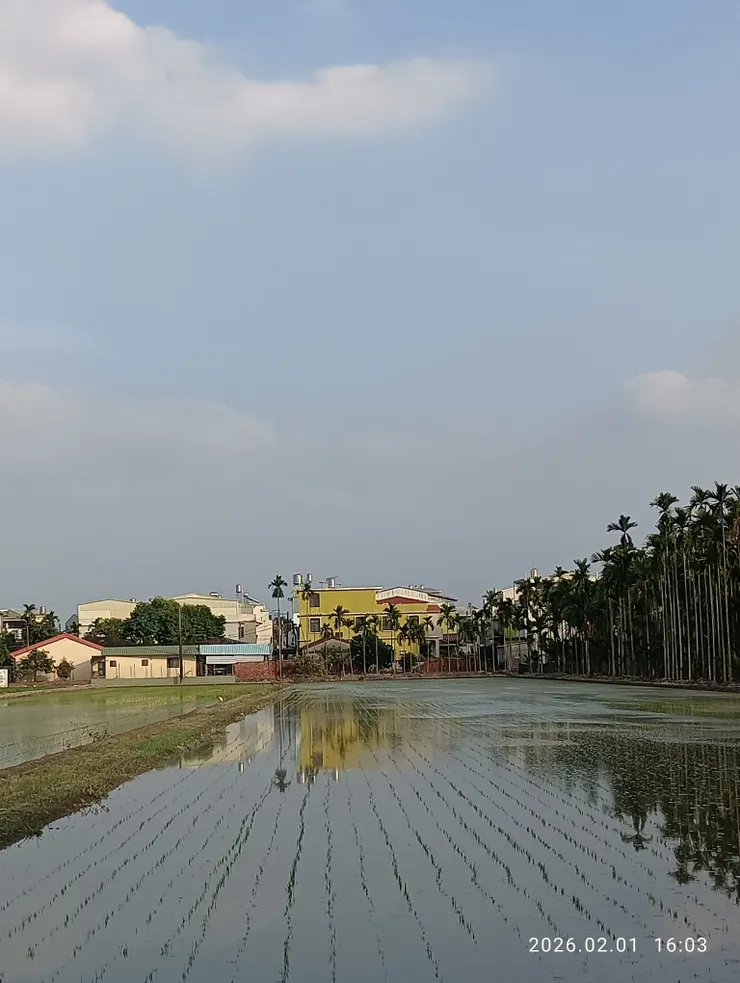 雲天水稻共一田
