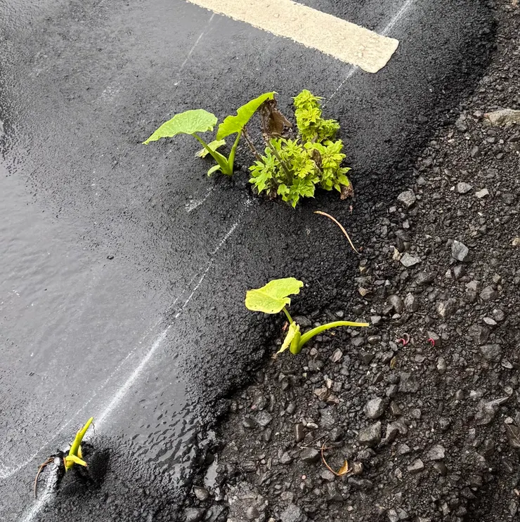 公司附近停車場突破柏油路面生長的姑婆芋