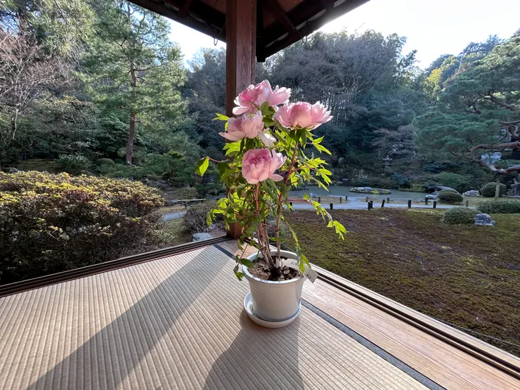 （京都青蓮院）