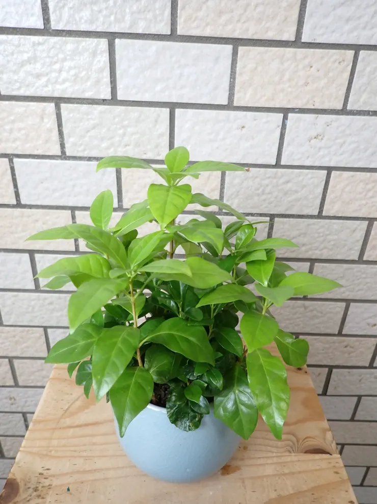 新店崇光社大114.11.26