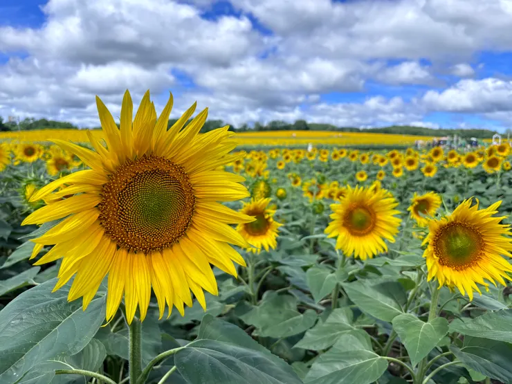 一到現場映入眼簾的就是滿滿的向日葵，真的是驚呆了！