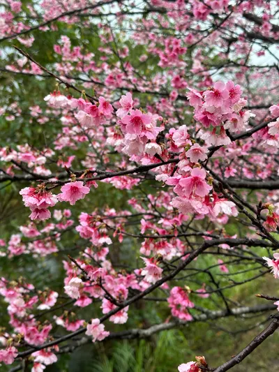 [新竹] 櫻花秘境
