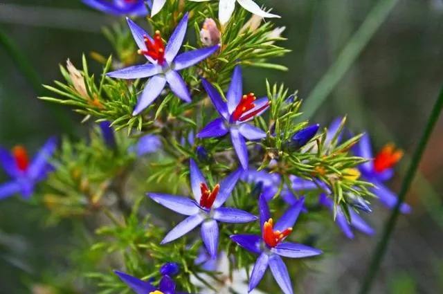 藍金絲百合Calectasia narragara