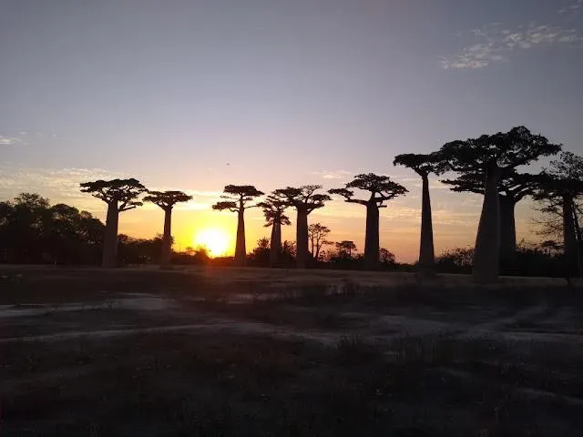 「猴麵包樹」Adansonia digitata