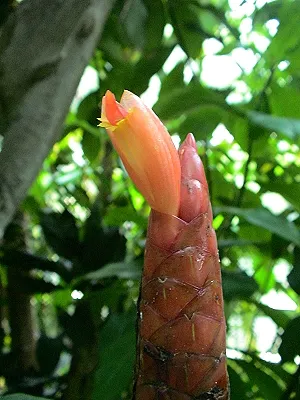 src