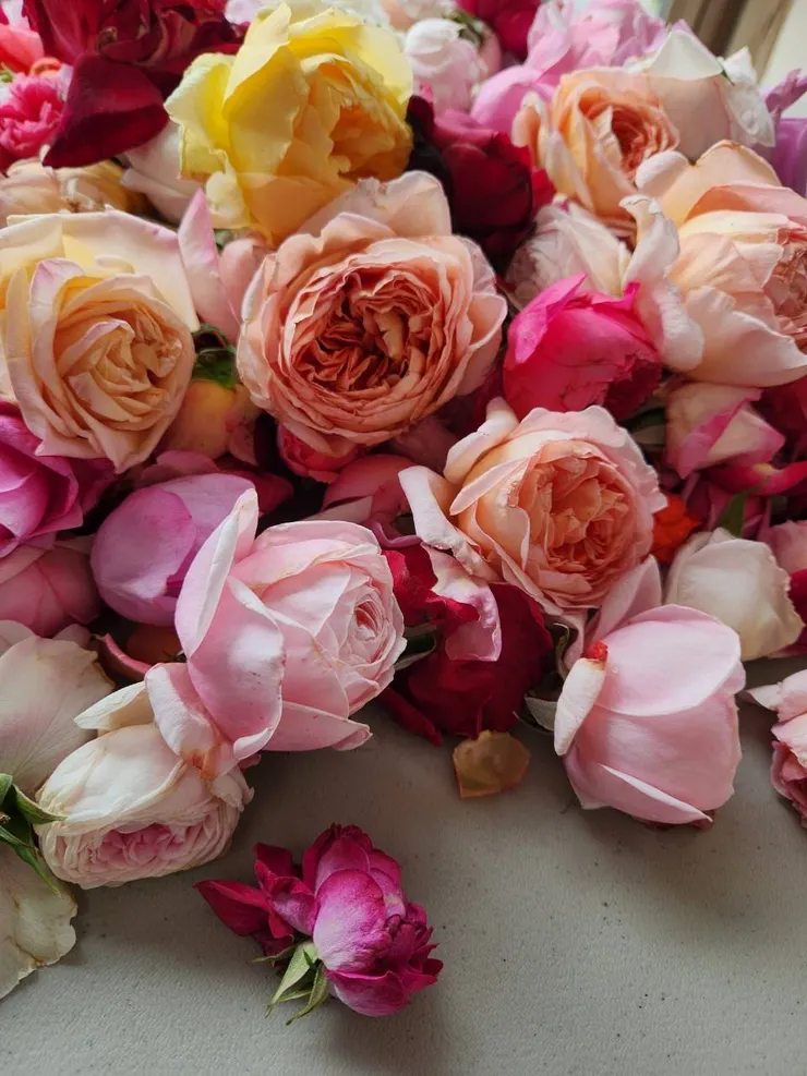 每次辦活動總要帶上我們家的美玫，恨不得將滿園的玫瑰都帶來給大家欣賞聞香。