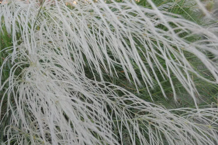 喜歡這張的配色，芒草很柔順的樣子