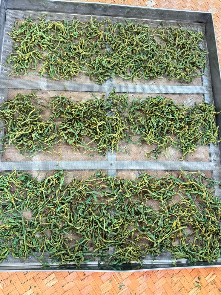 揉好的茶葉等待發酵