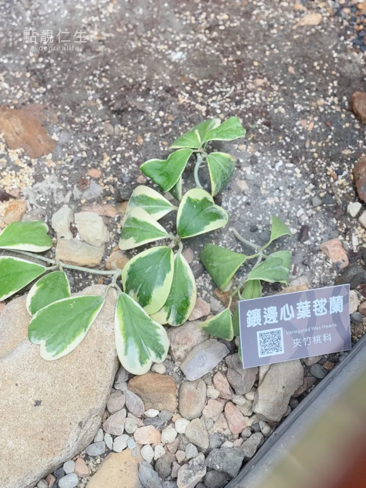 鑲邊心葉毯蘭｜台北典藏植物園