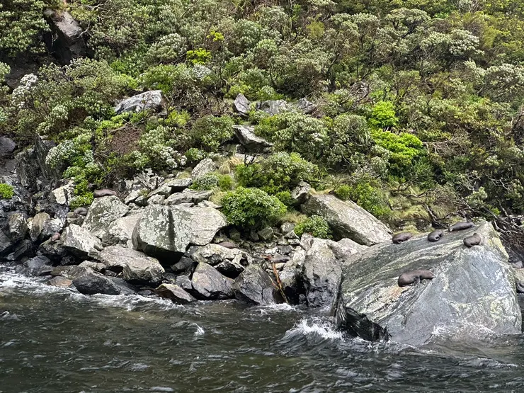 海豹石(Seal Rock)