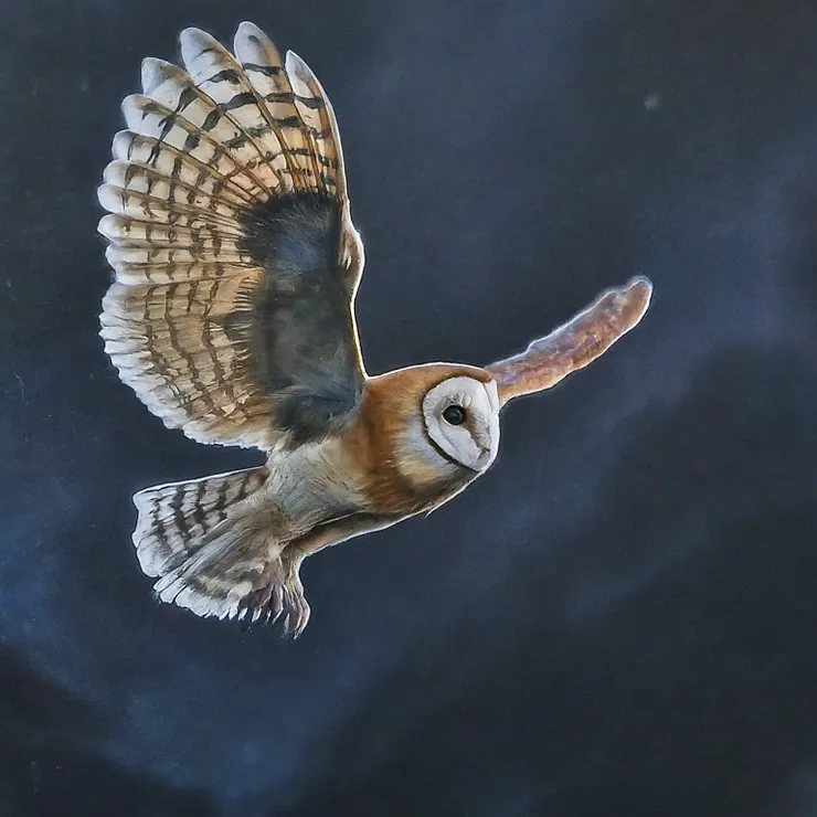 Owl Soaring Through the Night Sky, realistic , highly detailed ,