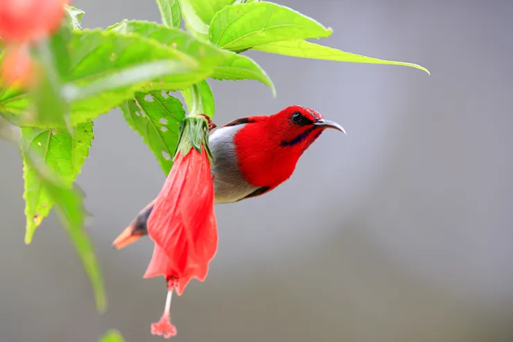 叢林少女營地的特氏太陽鳥