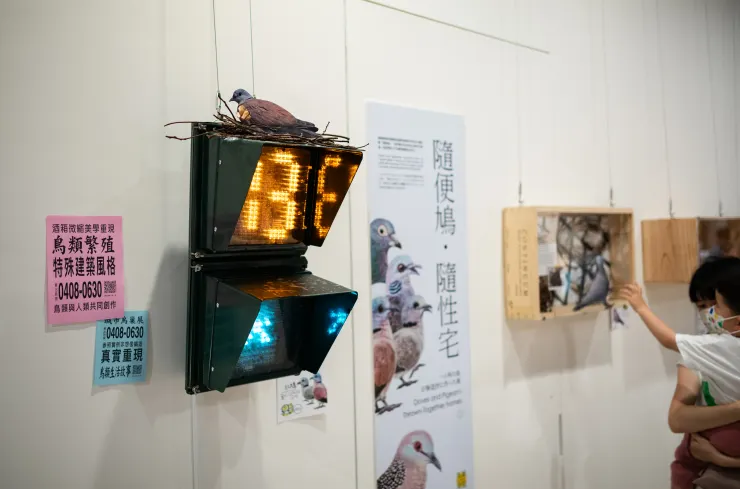 峯哥超有創意，直接把鳥印出來放在鳥巢上，效果還意外地好，這張紅鳩看起來超像真的！