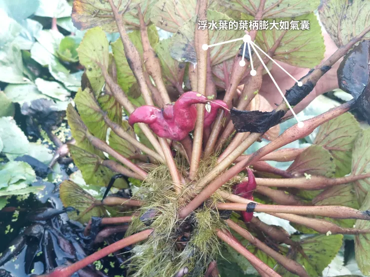 菱角漂浮之謎,是因為浮水葉的葉柄中空,膨大如氣囊