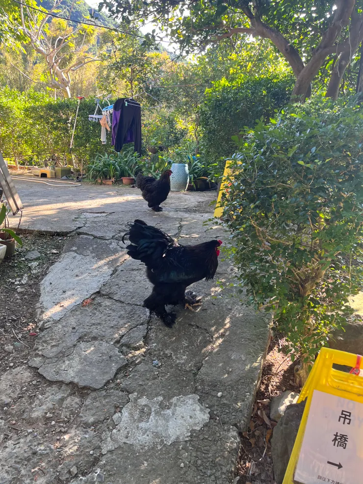 此生見過腳毛最長的黑色大雞