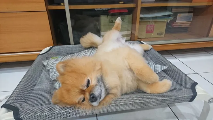 同場加映 睡睡平安