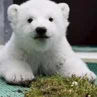 熊熊一號的沙龍